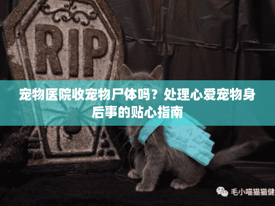 宠物医院收宠物尸体吗？处理心爱宠物身后事的贴心指南