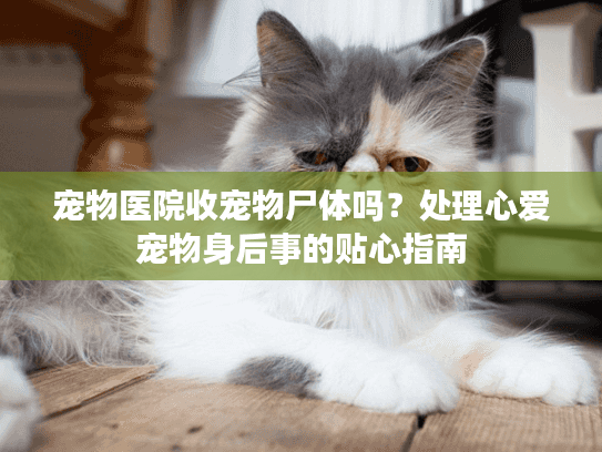 宠物医院收宠物尸体吗？处理心爱宠物身后事的贴心指南