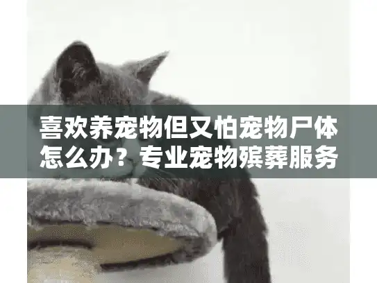 喜欢养宠物但又怕宠物尸体怎么办？专业宠物殡葬服务指南