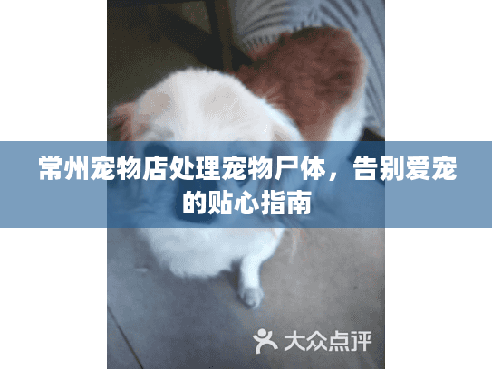 常州宠物店处理宠物尸体，告别爱宠的贴心指南