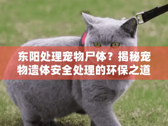 东阳处理宠物尸体？揭秘宠物遗体安全处理的环保之道