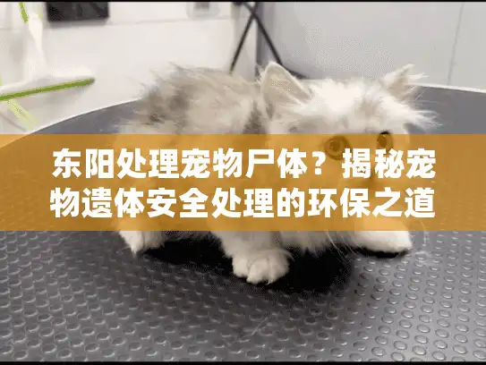 东阳处理宠物尸体？揭秘宠物遗体安全处理的环保之道
