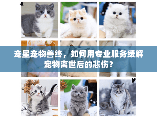 宠星宠物善终,如何用专业服务缓解宠物离世后的悲伤? 宠星宠物善终,如何用专业服务缓解宠物离世后的悲伤?