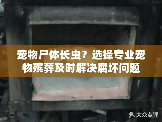宠物尸体长虫?选择专业宠物殡葬及时解决腐坏问题 宠物尸体长虫?选择专业宠物殡葬及时解决腐坏问题