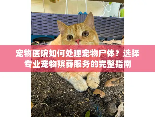宠物医院如何处理宠物尸体？选择专业宠物殡葬服务的完整指南