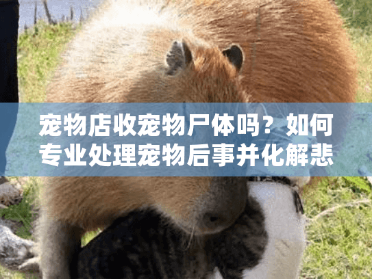 宠物店收宠物尸体吗?如何专业处理宠物后事并化解悲伤情绪 宠物店收宠物尸体吗?如何专业处理宠物后事并化解悲伤情绪