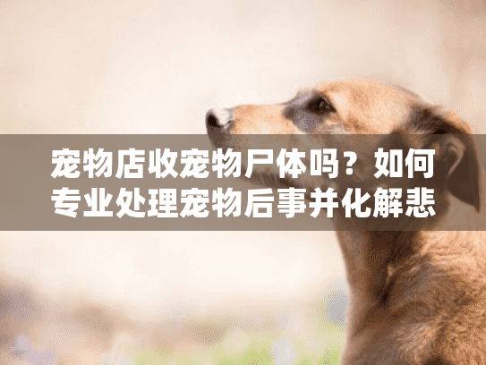 宠物店收宠物尸体吗?如何专业处理宠物后事并化解悲伤情绪 宠物店收宠物尸体吗?如何专业处理宠物后事并化解悲伤情绪