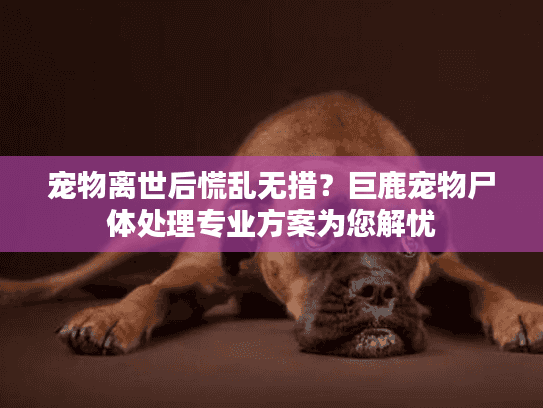 宠物离世后慌乱无措？巨鹿宠物尸体处理专业方案为您解忧