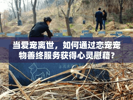 当爱宠离世，如何通过恋宠宠物善终服务获得心灵慰藉？