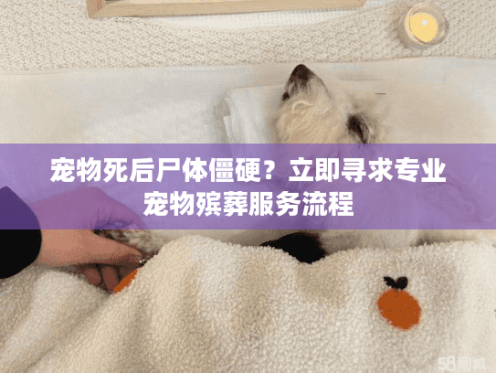 宠物死后尸体僵硬？立即寻求专业宠物殡葬服务流程