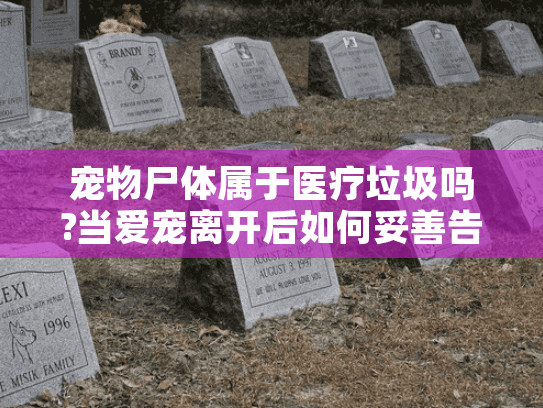 宠物尸体属于医疗垃圾吗?当爱宠离开后如何妥善告别