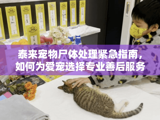 泰来宠物尸体处理紧急指南，如何为爱宠选择专业善后服务？