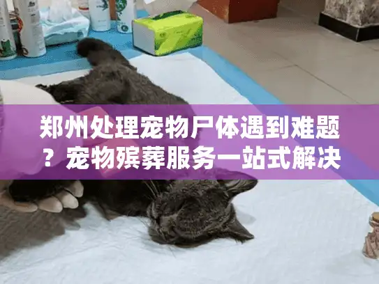 郑州处理宠物尸体遇到难题？宠物殡葬服务一站式解决
