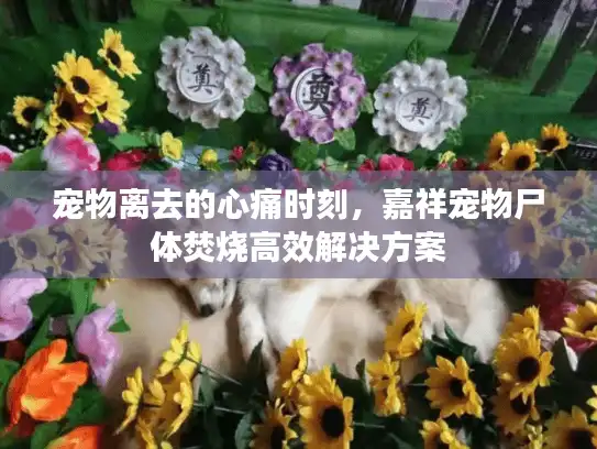 宠物离去的心痛时刻，嘉祥宠物尸体焚烧高效解决方案