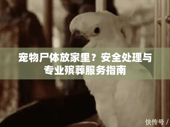 宠物尸体放家里？安全处理与专业殡葬服务指南