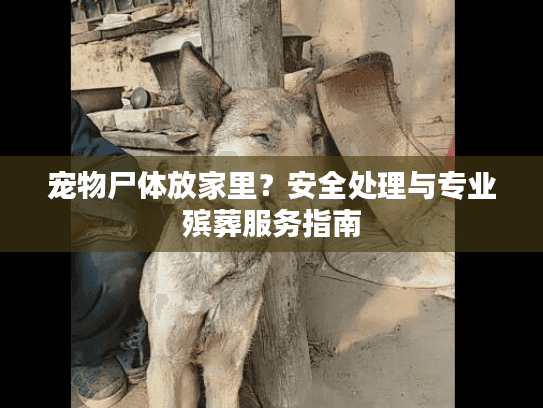 宠物尸体放家里？安全处理与专业殡葬服务指南