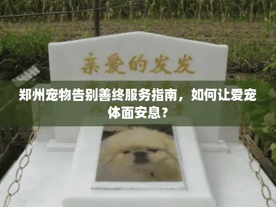 郑州宠物告别善终服务指南，如何让爱宠体面安息？