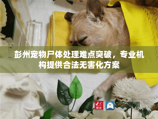 彭州宠物尸体处理难点突破，专业机构提供合法无害化方案