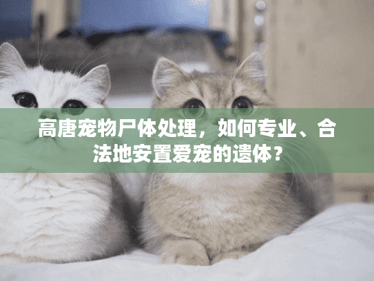 高唐宠物尸体处理，如何专业、合法地安置爱宠的遗体？