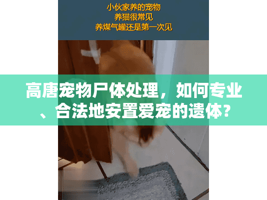 高唐宠物尸体处理，如何专业、合法地安置爱宠的遗体？