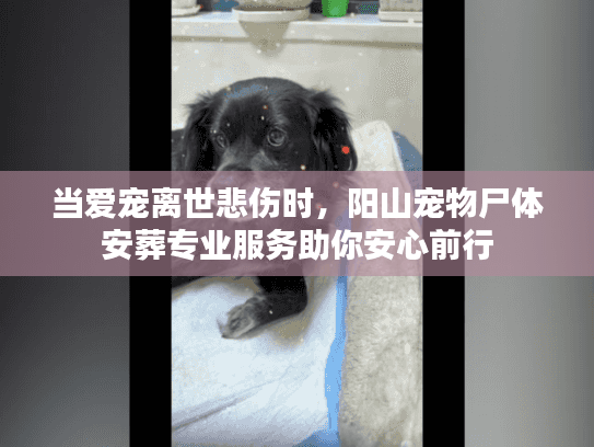 当爱宠离世悲伤时,阳山宠物尸体安葬专业服务助你安心前行 当爱宠离世悲伤时,阳山宠物尸体安葬专业服务助你安心前行