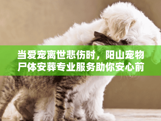 当爱宠离世悲伤时,阳山宠物尸体安葬专业服务助你安心前行 当爱宠离世悲伤时,阳山宠物尸体安葬专业服务助你安心前行