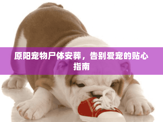 原阳宠物尸体安葬，告别爱宠的贴心指南