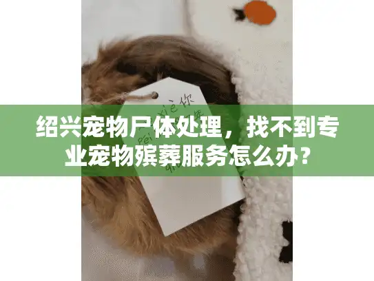 绍兴宠物尸体处理，找不到专业宠物殡葬服务怎么办？