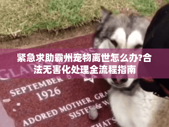 紧急求助霸州宠物离世怎么办?合法无害化处理全流程指南