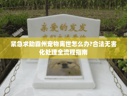 紧急求助霸州宠物离世怎么办?合法无害化处理全流程指南