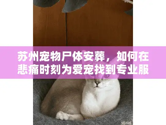 苏州宠物尸体安葬,如何在悲痛时刻为爱宠找到专业服务? 苏州宠物尸体安葬,如何在悲痛时刻为爱宠找到专业服务?