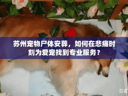 苏州宠物尸体安葬,如何在悲痛时刻为爱宠找到专业服务? 苏州宠物尸体安葬,如何在悲痛时刻为爱宠找到专业服务?