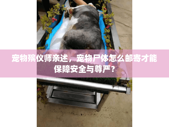 宠物殡仪师亲述，宠物尸体怎么邮寄才能保障安全与尊严？