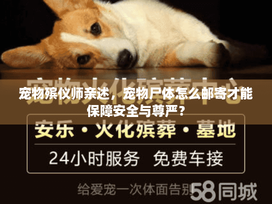 宠物殡仪师亲述，宠物尸体怎么邮寄才能保障安全与尊严？