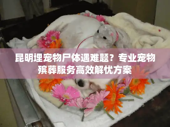 昆明埋宠物尸体遇难题？专业宠物殡葬服务高效解忧方案