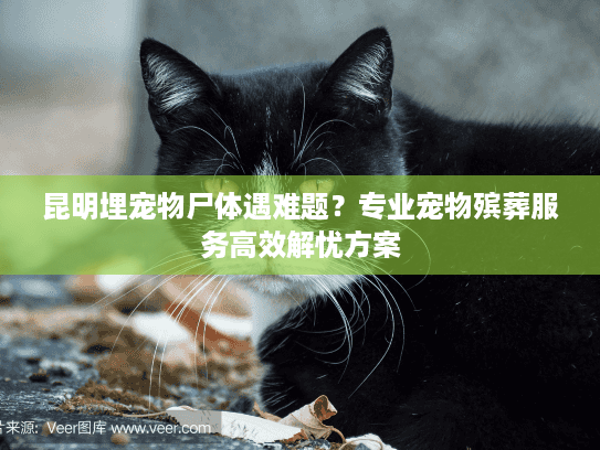昆明埋宠物尸体遇难题？专业宠物殡葬服务高效解忧方案