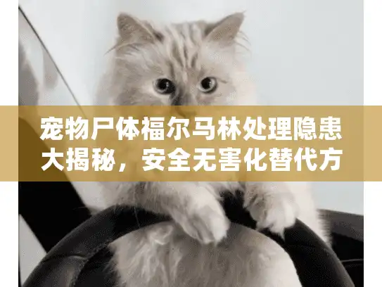 宠物尸体福尔马林处理隐患大揭秘，安全无害化替代方案全攻略
