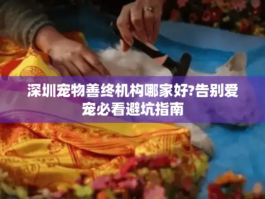 深圳宠物善终机构哪家好?告别爱宠必看避坑指南 深圳宠物善终机构哪家好?告别爱宠必看避坑指南