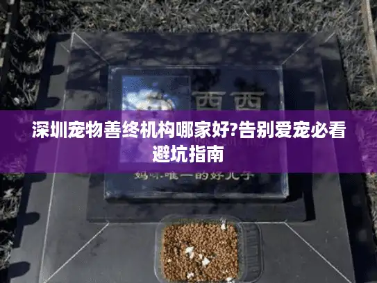 深圳宠物善终机构哪家好?告别爱宠必看避坑指南 深圳宠物善终机构哪家好?告别爱宠必看避坑指南