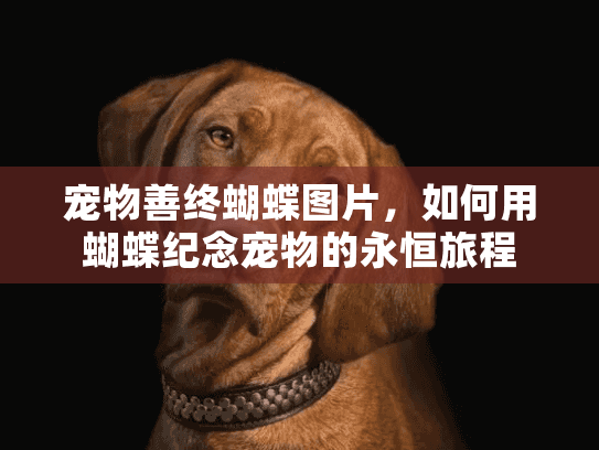 宠物善终蝴蝶图片，如何用蝴蝶纪念宠物的永恒旅程