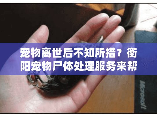 宠物离世后不知所措?衡阳宠物尸体处理服务来帮您! 宠物离世后不知所措?衡阳宠物尸体处理服务来帮您!