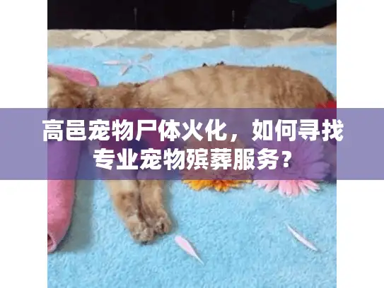 高邑宠物尸体火化，如何寻找专业宠物殡葬服务？