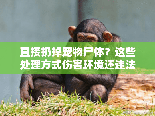 直接扔掉宠物尸体？这些处理方式伤害环境还违法！