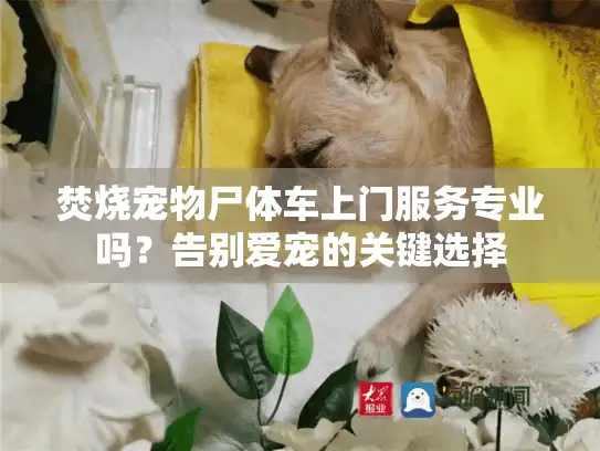 焚烧宠物尸体车上门服务专业吗？告别爱宠的关键选择