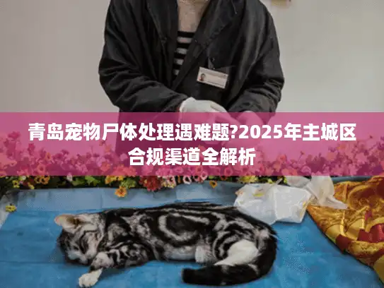 青岛宠物尸体处理遇难题?2025年主城区合规渠道全解析