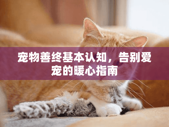 宠物善终基本认知，告别爱宠的暖心指南