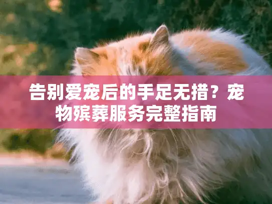 告别爱宠后的手足无措?宠物殡葬服务完整指南 告别爱宠后的手足无措?宠物殡葬服务完整指南