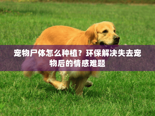 宠物尸体怎么种植？环保解决失去宠物后的情感难题