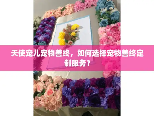 天使宠儿宠物善终，如何选择宠物善终定制服务？