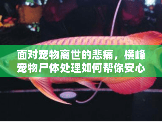 面对宠物离世的悲痛，横峰宠物尸体处理如何帮你安心解决？